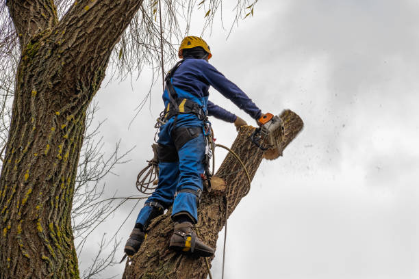 Best Tree Removal Near Me  in Mountain Green, UT